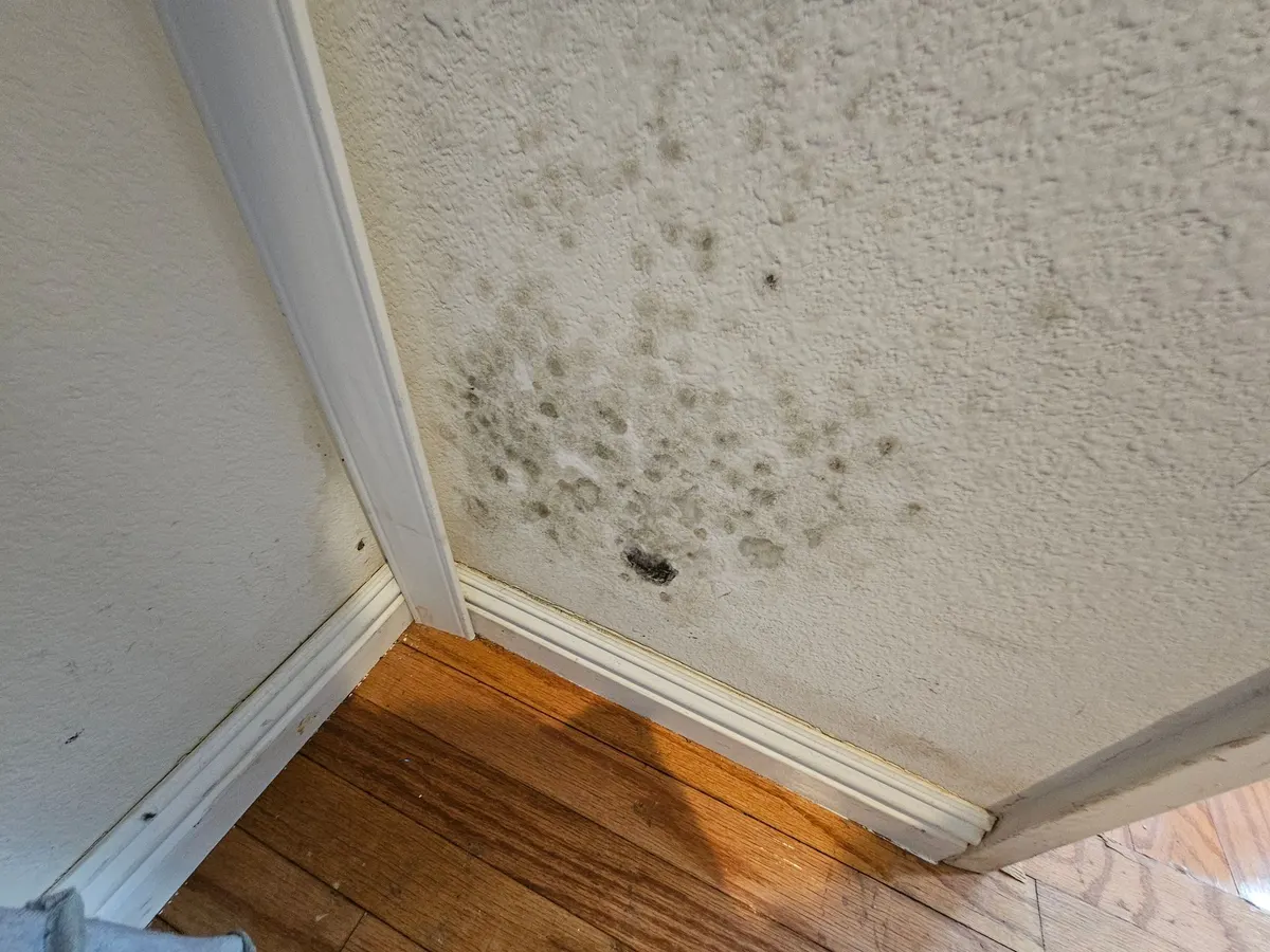 Image of a dark spot on a wall that could be mold, or simply water damage. Testing will confirm.