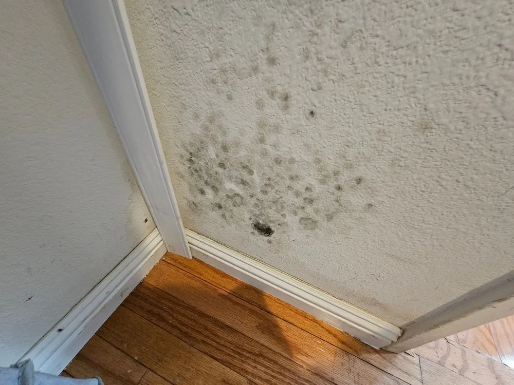 Dark mold growth spreading across an interior wall near the baseboard